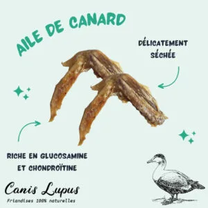 Aile de Canard