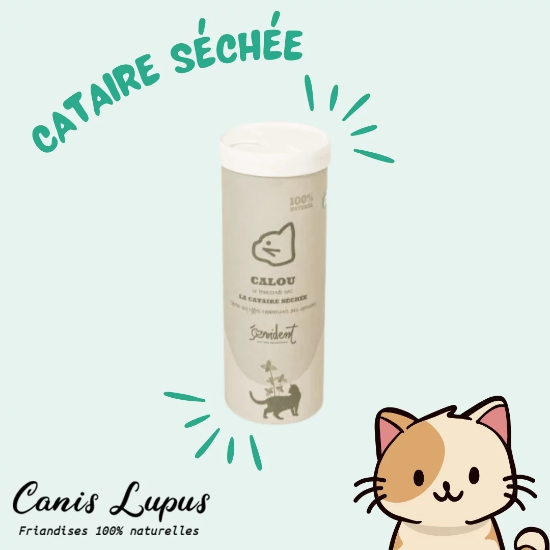 Cataire Séchée Bio
