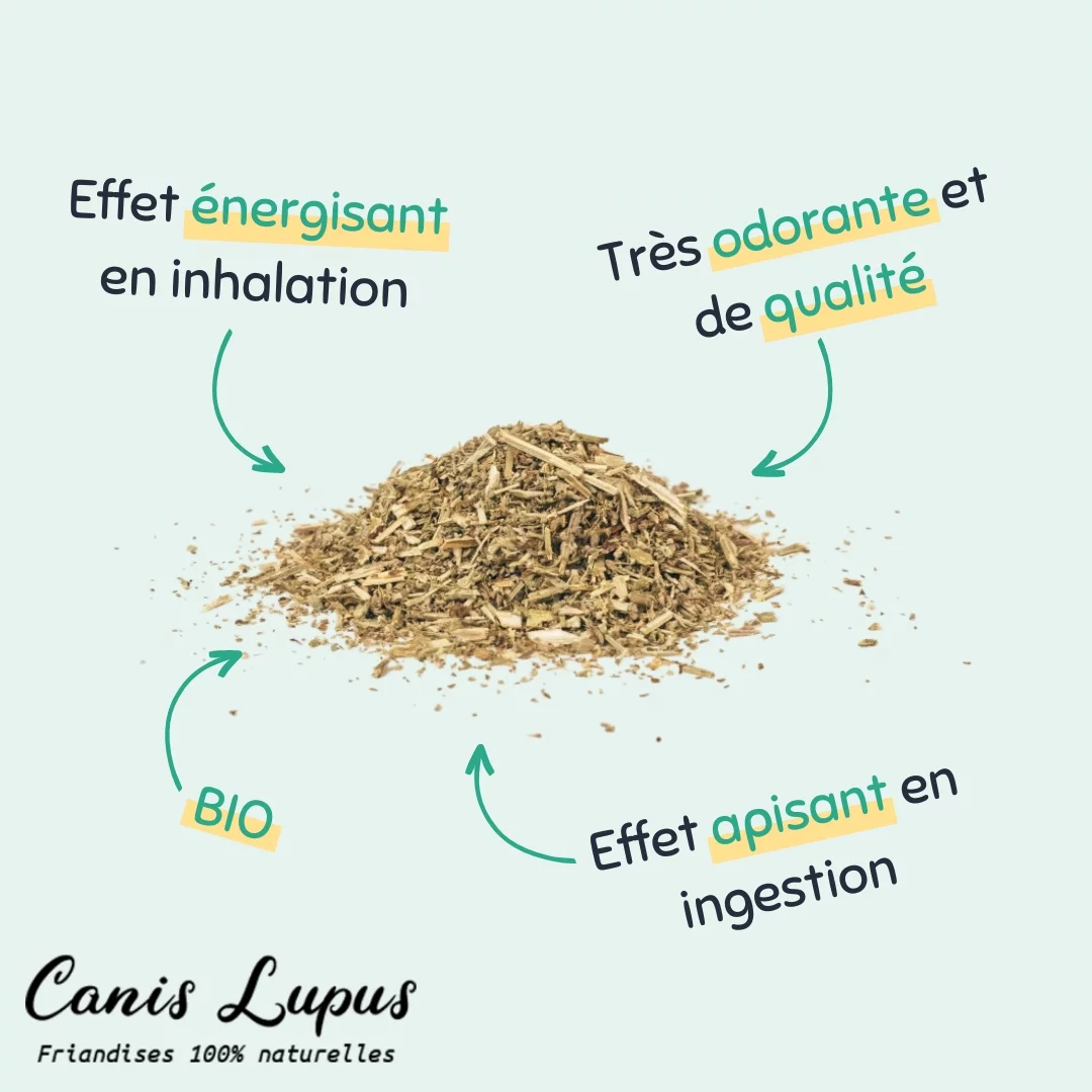 Cataire Séchée Bio desc