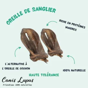 Oreille de Sanglier