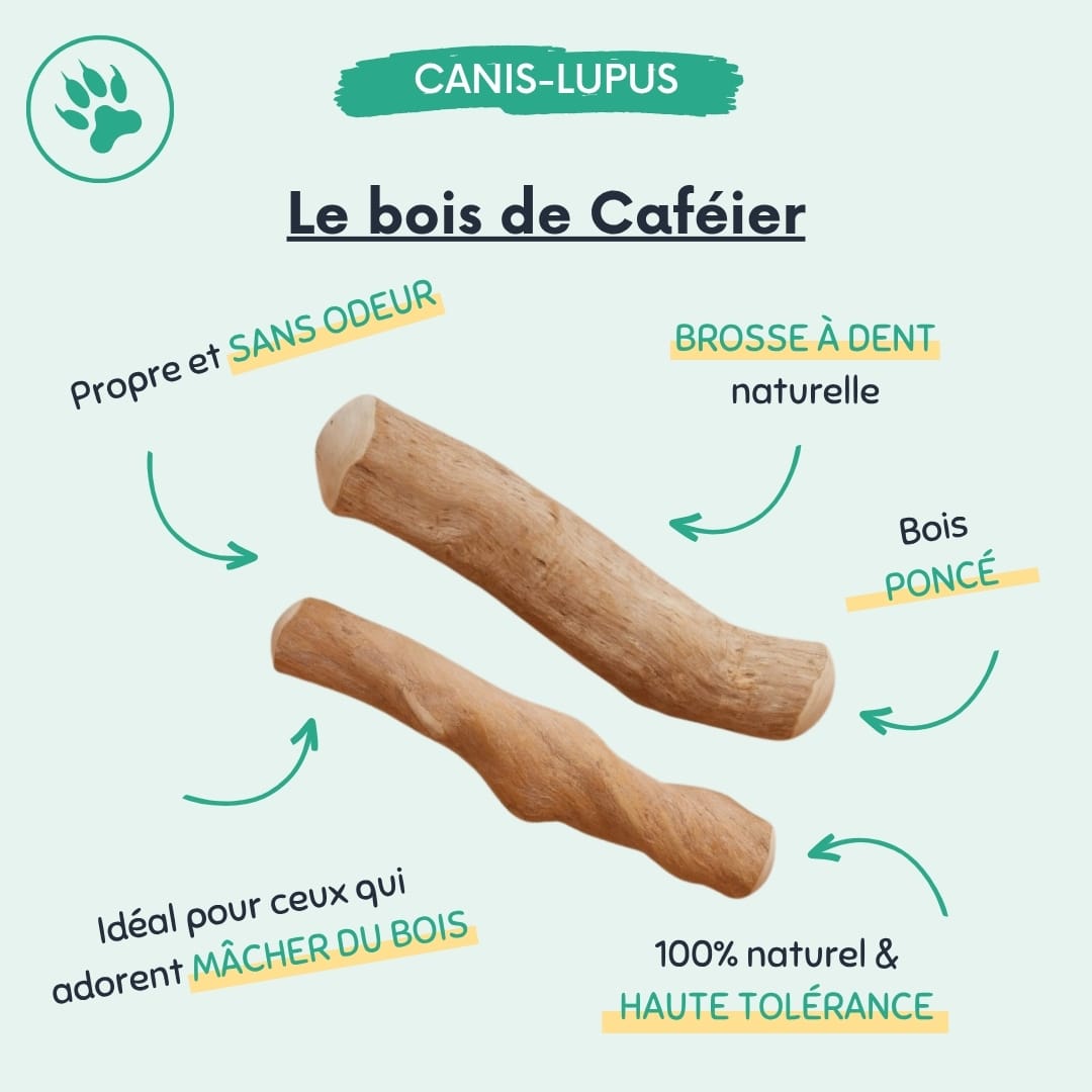 Le bois de Caféier